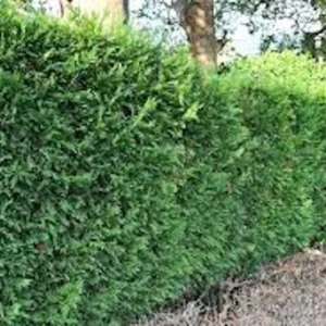 Murray Cypress Tree 3-Pack Live Plants - Upright Evergreen Privacy Screen Starter Landscape Plant