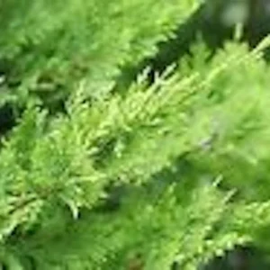 Murray Cypress Tree 3-Pack Live Plants - Upright Evergreen Privacy Screen Starter Landscape Plant