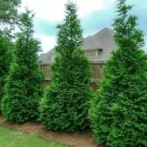 Murray Cypress Trees 10-Pack - 2.5