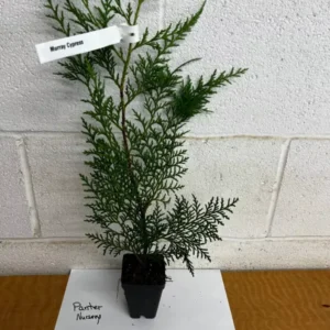 Murray Cypress Trees 10-Pack - 2.5