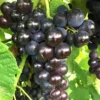 Muscadine Cowart Grape Vine - Black Grapevine Plant - Gallon Pot - Southern Variety