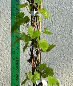 Muscadine Cowart Grape Vine - Black Grapevine Plant - Gallon Pot - Southern Variety
