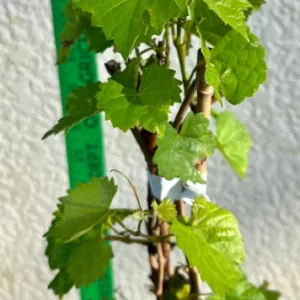 Muscadine Cowart Grape Vine - Black Grapevine Plant - Gallon Pot - Southern Variety