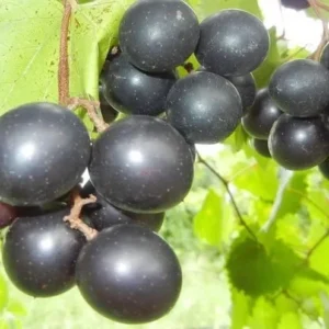 Muscadine Cowart Grape Vine - Black Grapevine Plant - Gallon Pot - Southern Variety