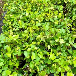 Muscadine Cowart Grape Vine - Black Grapevine Plant - Gallon Pot - Southern Variety