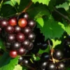 Muscadine Grape Plant - 10 Starter Plants - Black Grape - Cold Hardy - Edible Fruit Vine