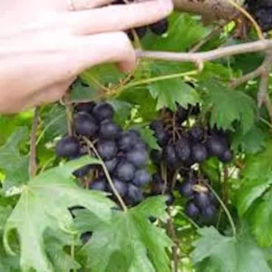 Muscadine Grape Plant - 10 Starter Plants - Black Grape - Cold Hardy - Edible Fruit Vine