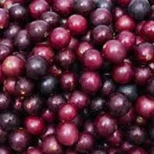 Muscadine Grape Plant - 10 Starter Plants - Black Grape - Cold Hardy - Edible Fruit Vine