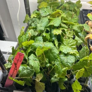 Muscadine Grape Plant - 10 Starter Plants - Black Grape - Cold Hardy - Edible Fruit Vine