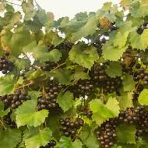 Muscadine Grape Plant - 10 Starter Plants - Black Grape - Cold Hardy - Edible Fruit Vine
