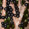 Myrciaria Cauliflora Jaboticaba Tropical Fruit Tree Live Plant 25 to 30 inch