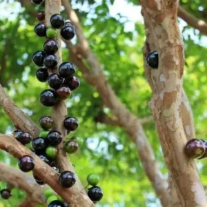 Myrciaria Cauliflora Jaboticaba Tropical Fruit Tree Live Plant 25 to 30 inch