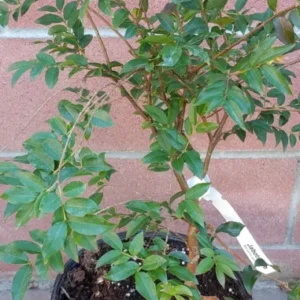 Myrciaria Cauliflora Jaboticaba Tropical Fruit Tree Live Plant 25 to 30 inch