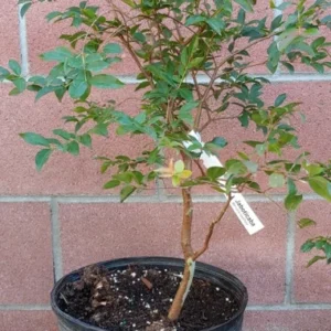 Myrciaria Cauliflora Jaboticaba Tropical Fruit Tree Live Plant 25 to 30 inch