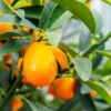 Nagami Kumquat Seeds - 12 Citrus Seeds - Grow Edible Fruit