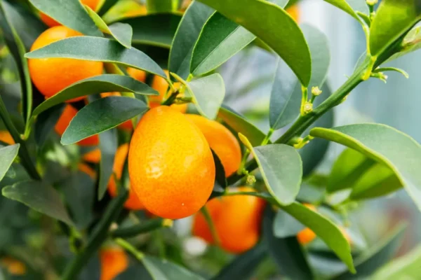 Nagami Kumquat Seeds - 12 Citrus Seeds - Grow Edible Fruit