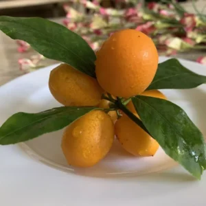 Nagami Kumquat Seeds - 12 Citrus Seeds - Grow Edible Fruit
