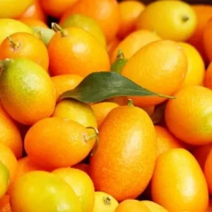 Nagami Kumquat Seeds - 12 Citrus Seeds - Grow Edible Fruit