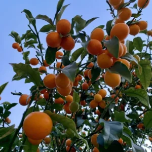 Nagami Kumquat Seeds - 12 Citrus Seeds - Grow Edible Fruit