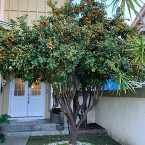 Nagami Kumquat Seeds - 12 Citrus Seeds - Grow Edible Fruit