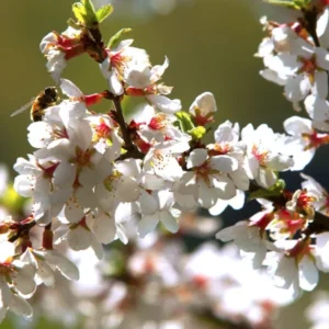 Nanking Cherry Tree - White Sweet Fruit Tree - Rooted Plant - Zones 2-7