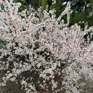 Nanking Cherry Tree - White Sweet Fruit Tree - Rooted Plant - Zones 2-7