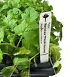 Nantahala Red Raspberry Plant Rubus Starter - Edible Perennial Fruit Plant