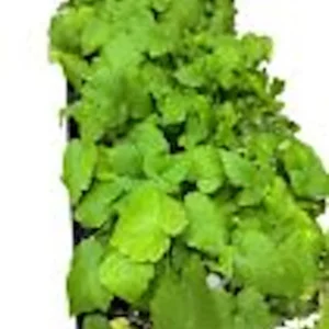 Nantahala Red Raspberry Plant Rubus Starter - Edible Perennial Fruit Plant