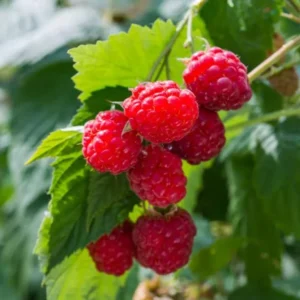Natahalla Thornless Raspberry Plants Live - Set of 2 Thornless Raspberry Bushes for Planting