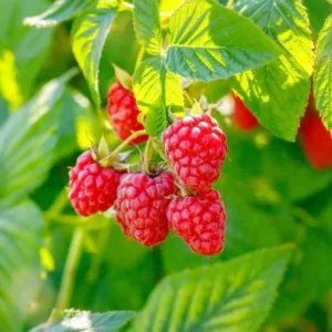 Natahalla Thornless Raspberry Plants Live - Set of 2 Thornless Raspberry Bushes for Planting