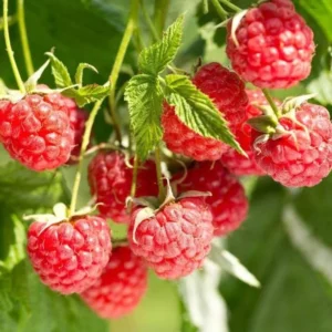 Natahalla Thornless Raspberry Plants Live - Set of 2 Thornless Raspberry Bushes for Planting