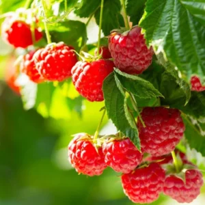 Natahalla Thornless Raspberry Plants Live - Set of 2 Thornless Raspberry Bushes for Planting
