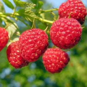 Natahalla Thornless Raspberry Plants Live - Set of 2 Thornless Raspberry Bushes for Planting