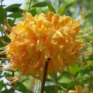 Native Azalea Rhododendron Austrinum Earl's Gold Plant Gallon Pot Yellow Orange