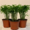 Neanthe Bella Palm 3-Pack Houseplant 4 Inch Pot Indoor Air Purifier
