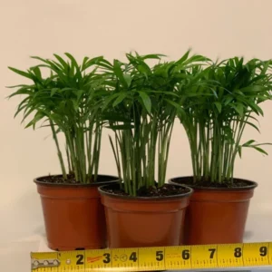 Neanthe Bella Palm 3-Pack Houseplant 4 Inch Pot Indoor Air Purifier