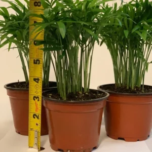 Neanthe Bella Palm 3-Pack Houseplant 4 Inch Pot Indoor Air Purifier