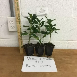 Nellie R Stevens Holly - 10 Pack - 6-12 Inch Tall - 2.5
