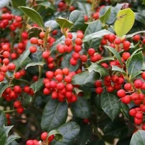 Nellie R Stevens Holly - 10 Pack - 6-12 Inch Tall - 2.5