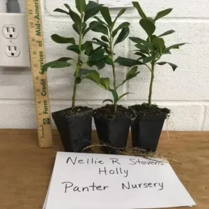 Nellie R Stevens Holly - 10 Pack - 6-12 Inch Tall - 2.5