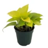 Neon Devil's Ivy Pothos - Epipremnum 4 inch Pot - Indoor Plant
