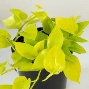 Neon Devil's Ivy Pothos - Epipremnum 4 inch Pot - Indoor Plant