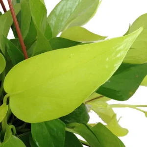 Neon Devil's Ivy Pothos - Epipremnum 4 inch Pot - Indoor Plant