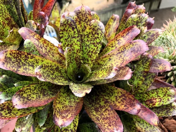 Neoregelia Mo Peppa Please Bromeliad - 3 Inch Potted Rooted Plant
