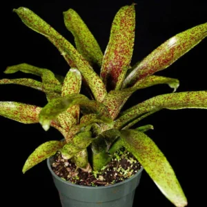 Neoregelia Mo Peppa Please Bromeliad - 3 Inch Potted Rooted Plant