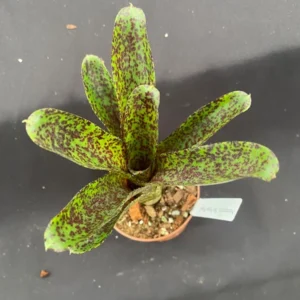 Neoregelia Mo Peppa Please Bromeliad - 3 Inch Potted Rooted Plant