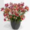 Nesia Tropica Nemesia Live Plant Plug - Long-Lasting Colorful Flower Award Winner