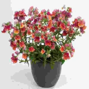 Nesia Tropica Nemesia Live Plant Plug - Long-Lasting Colorful Flower Award Winner