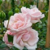 New Dawn Climbing Rose Live Starter Plant - Pink Re-bloomer