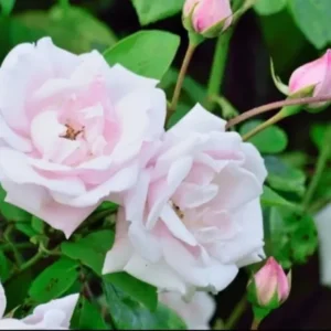 New Dawn Climbing Rose Live Starter Plant - Pink Re-bloomer